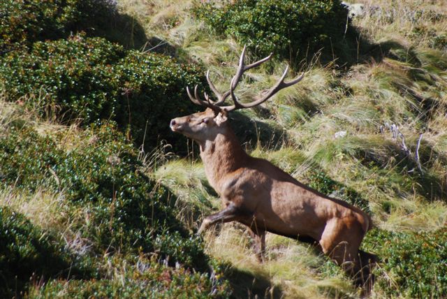 PASSIONE PER IL CERVO